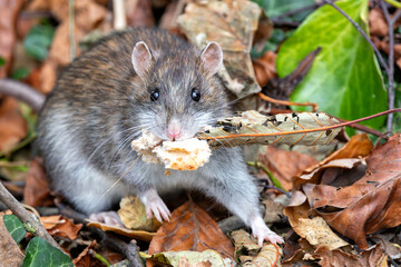 Brown Rat (Rattus norvegicus), a common urban species, photographed in Father Collins Park, Dublin