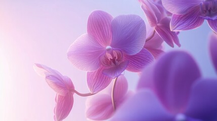 Pink Orchid Bouquet in Blurred Focus