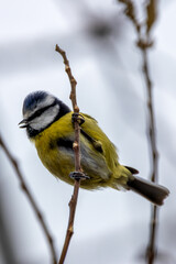 Blue Tit (Cyanistes caeruleus), often seen in European woodlands and gardens, Baldoyle Racecourse