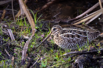 Fototapeta premium A secretive, camouflaged bird called the Wilson's snipe (Gallinago delicata) in Sarasota, Florida