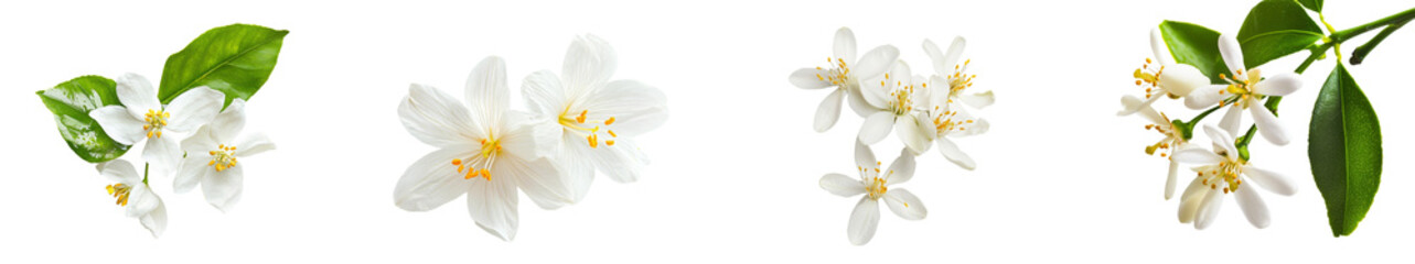 The neroli flower in bloom. Citrus blossoms. A transparent PNG featuring a cluster of white flowers and buds from an orange tree.