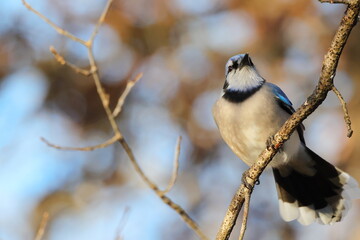 Bluejay perched against blurry blue sky background. 