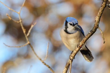 Bluejay perched against blurry blue sky background. 