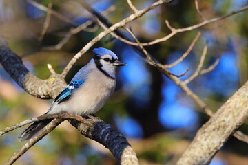 Bluejay perched against blurry blue sky background. 