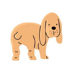 Cute spaniel dog. A pet is a friend. Little cheerful puppy. Animal character. Cartoon vector illustration isolated on white background