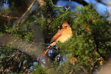 Female cardinal perched in greenery of cedar. 