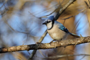 Bluejay perched against blurry blue sky background. 