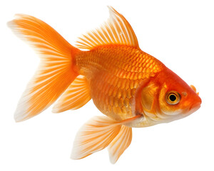 goldfish isolated on white