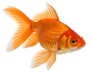 goldfish isolated on white