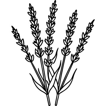 recommend clip art: Lavender Lush line art art vector