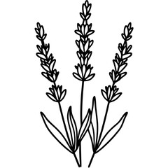 Lavender Lush line art art vector