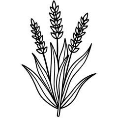 Lavender Lush line art art vector