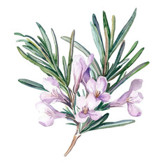 Naklejka premium Delicate Pastel Illustration of Rosemary with Soft Purple Flowers and Green Leaves in Retro Style