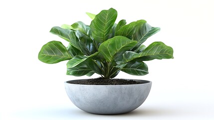 Decorative fiddle leaf fig plant indoor space nature modern close-up