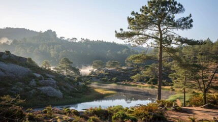 Fototapeta premium Misty morning landscape with tranquil lake and pine tree.