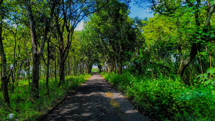 footpath in the park