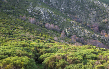 Birch tree Puerto de Honduras Caceres in autumn winter without leaves in horizontal
