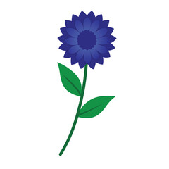 Bachelor's button flower on white background. Wildflowers