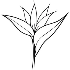 Bird of paradise flower line art  vector on white background. Ornamental Flowers
