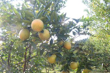 Citrus fruits on tree in farm