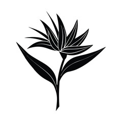 Bird of paradise flower silhouette vector on white background. Ornamental Flowers