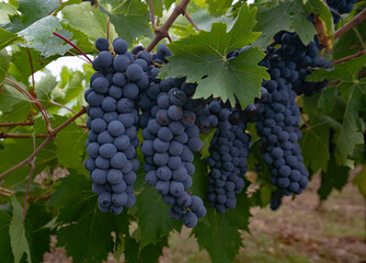 Ripe purple grapes hanging from a vine, ready for harvest in a vineyard