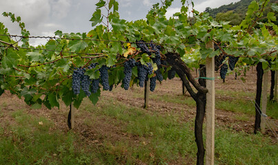 Ripe purple grapes hanging from a vine, ready for harvest in a vineyard