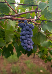 Ripe purple grapes hanging from a vine, ready for harvest in a vineyard