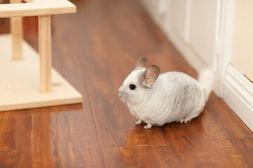 Chinchilla In Play