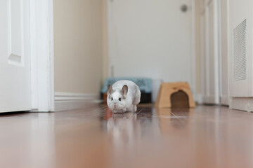 Chinchilla In Play