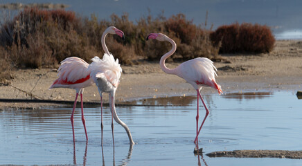 Group of pink flamingos wading in shallow water