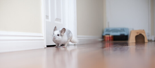 Chinchilla In Play