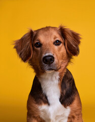 Fototapeta premium A brown and white mixed-breed dog with long ears poses attentively against a bright yellow backdrop.