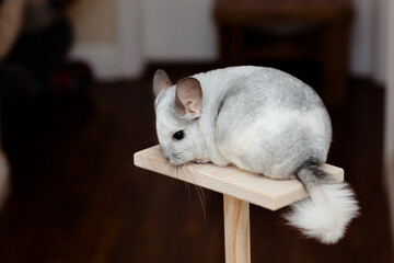 Chinchilla In Play