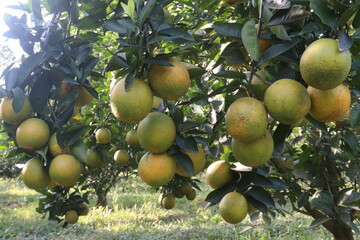 Citrus fruits on tree in farm