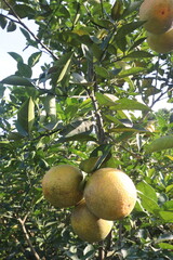 Citrus fruits on tree in farm