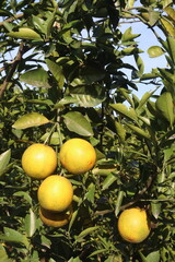 Citrus fruits on tree in farm