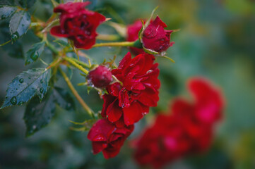 Vibrant roses with delicate petals covered in fresh dew drops