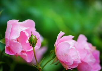 Soft petals of pink roses with drops of rain offer a serene and elegant floral display