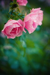 Soft petals of pink roses with drops of rain offer a serene and elegant floral display
