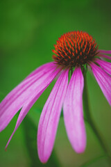 Vibrant purple petals of an echinacea flower in a lush garden