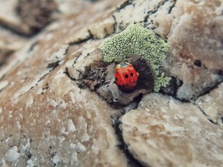 Ladybug on Granite rock with lichen