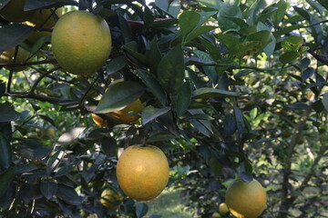 Citrus fruits on tree in farm
