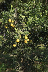 Citrus fruits on tree in farm