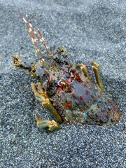 crab on the beach