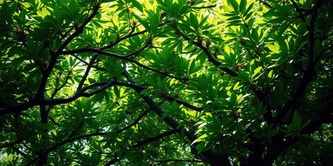Obraz premium Lush Canopy of Vibrant Green Leaves Under Sunlight