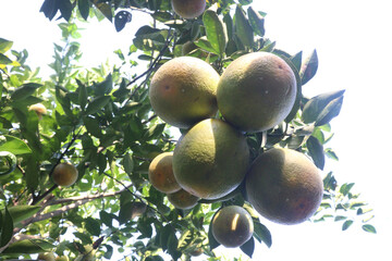 Citrus fruits on tree in farm