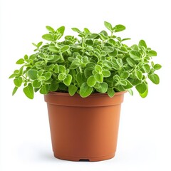 Fototapeta premium A potted marjoram plant isolated on white background