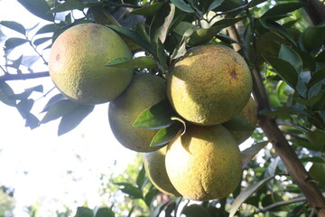 Citrus fruits on tree in farm