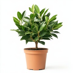 A potted bay laurel plant isolated on white background